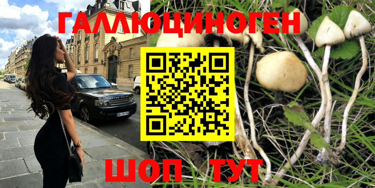 Курчатов  Псилоцибиновые грибы Magic Shrooms  Вход с VPN 